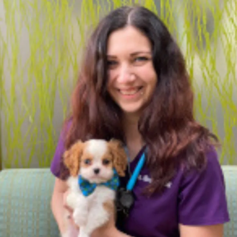 Our Animal Hospital Staff Elmhurst Animal Care Center our-animal-hospital-staff-elmhurst-animal-care-center